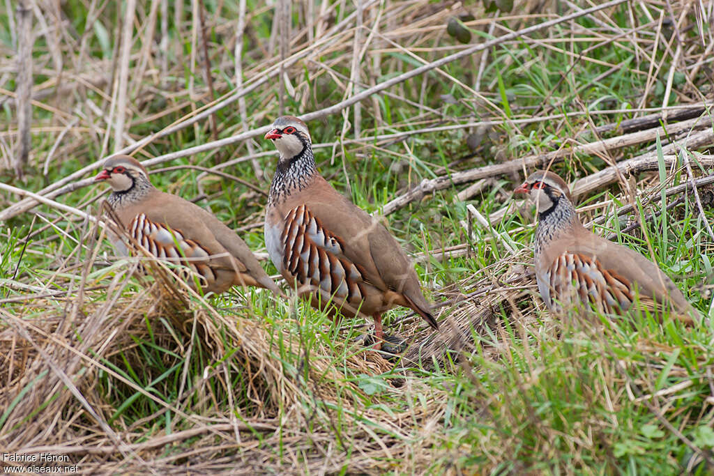 Red-legged Partridgeadult, Behaviour