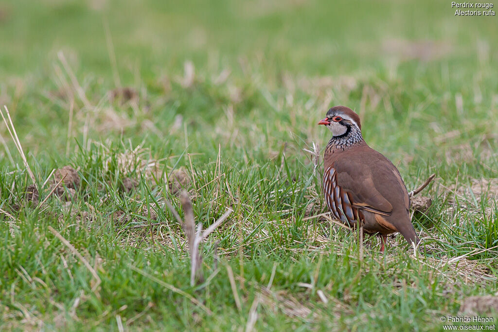 Red-legged Partridge, identification