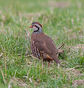 Red-legged Partridge