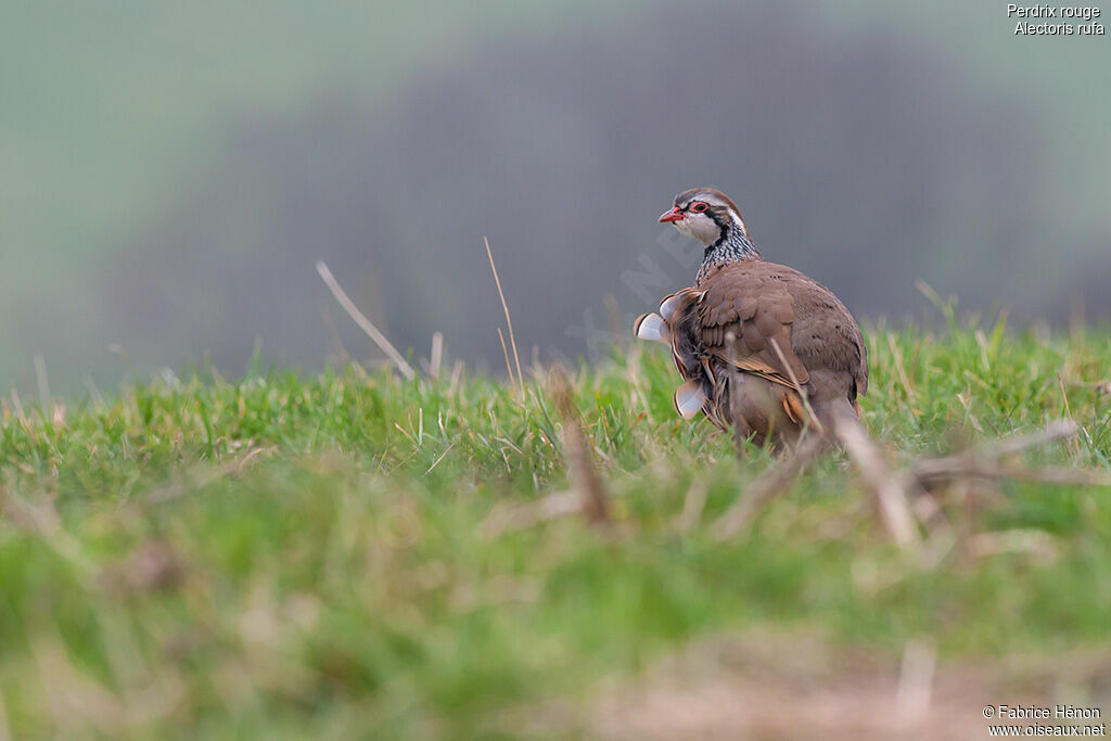 Red-legged Partridge, identification