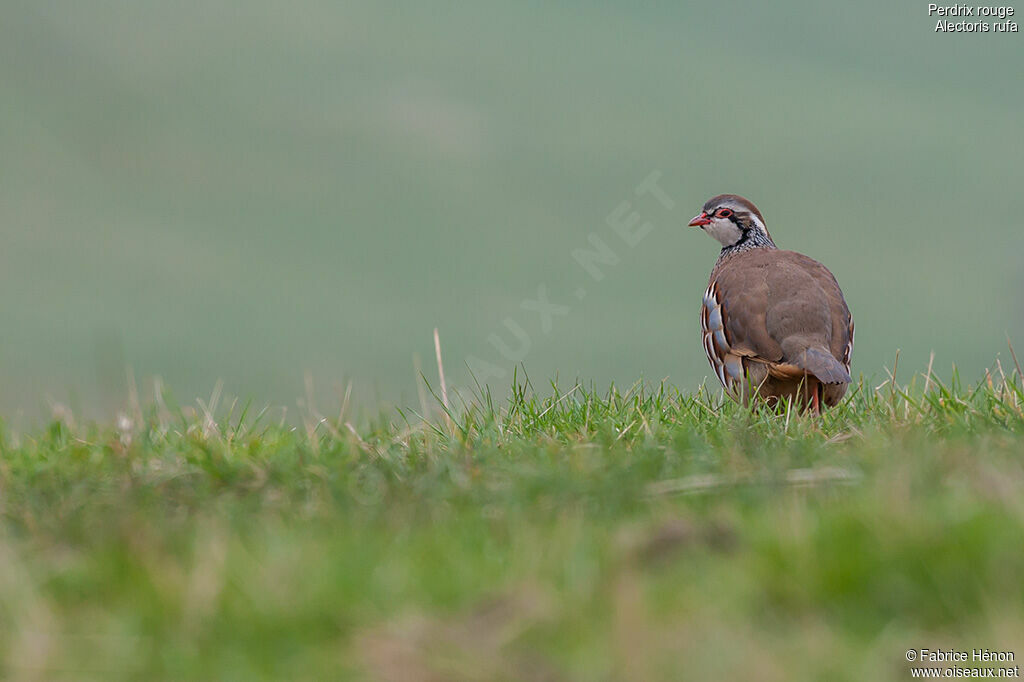 Perdrix rouge, identification