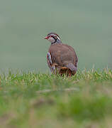 Red-legged Partridge