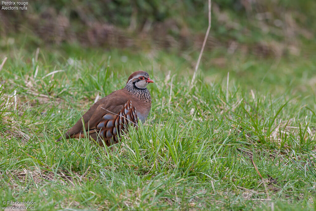 Perdrix rouge, identification