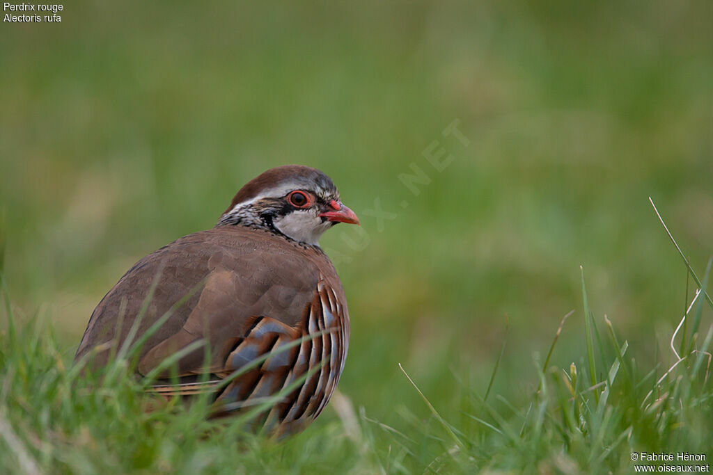 Red-legged Partridge