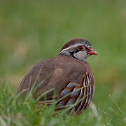 Red-legged Partridge