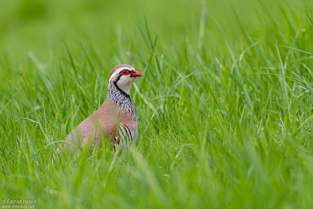 Perdrix rougeadulte, identification