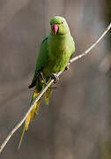 Rose-ringed Parakeet