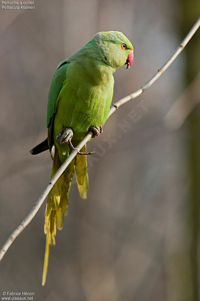 Rose-ringed Parakeet