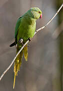 Rose-ringed Parakeet