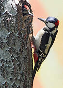 Great Spotted Woodpecker