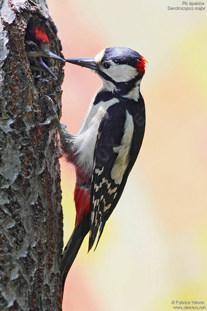 Great Spotted Woodpecker male adult, Reproduction-nesting