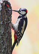 Great Spotted Woodpecker