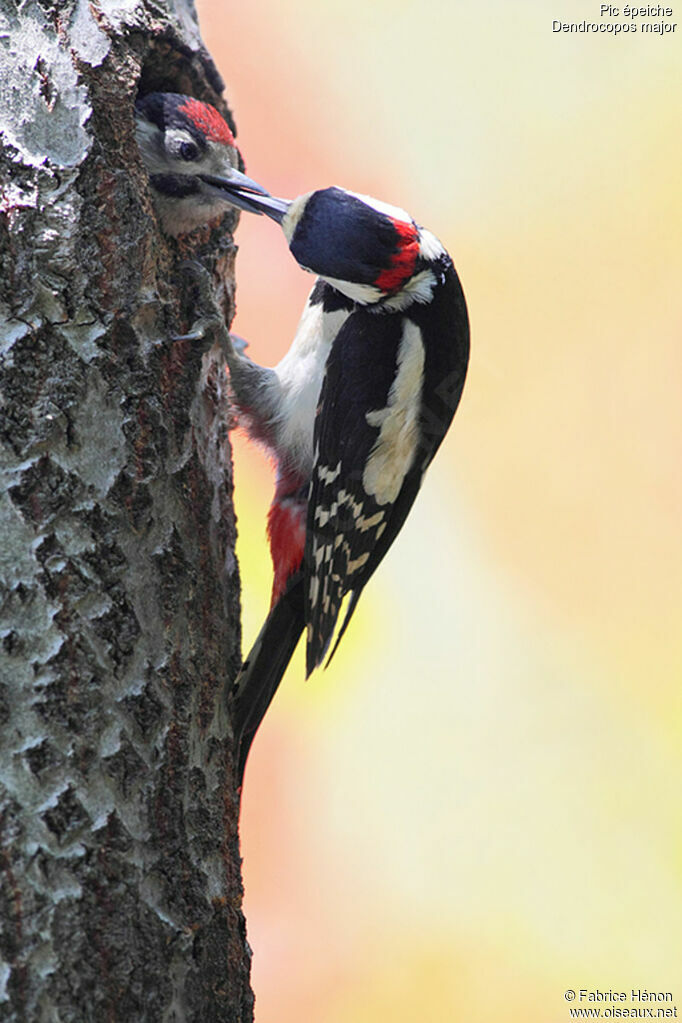 Great Spotted Woodpecker male adult, Reproduction-nesting