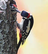 Great Spotted Woodpecker