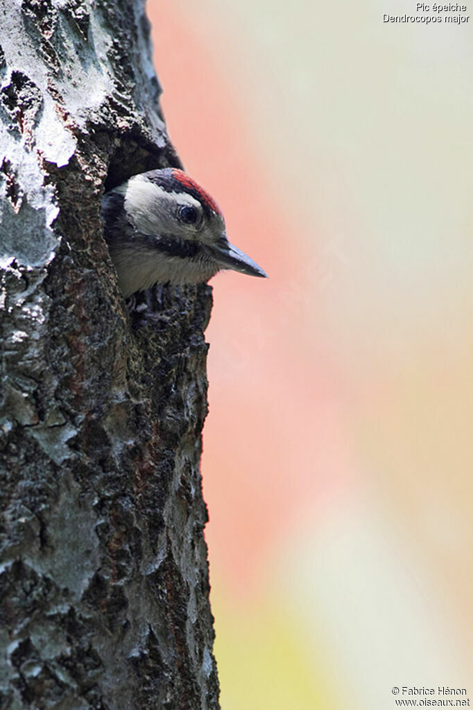 Great Spotted Woodpeckerjuvenile, Reproduction-nesting