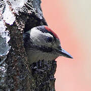 Great Spotted Woodpecker