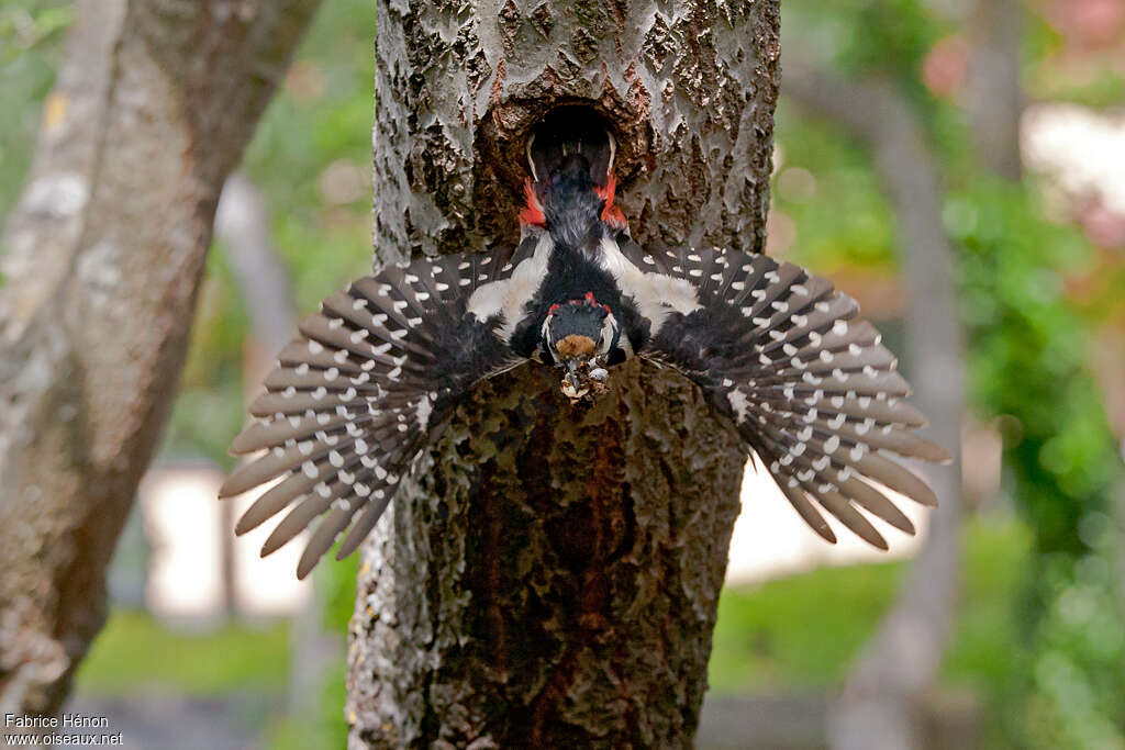 Great Spotted Woodpecker male adult, aspect, Reproduction-nesting