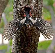 Great Spotted Woodpecker