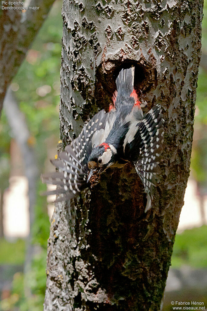 Great Spotted Woodpecker male adult, Reproduction-nesting