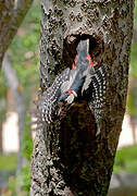 Great Spotted Woodpecker