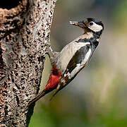 Great Spotted Woodpecker