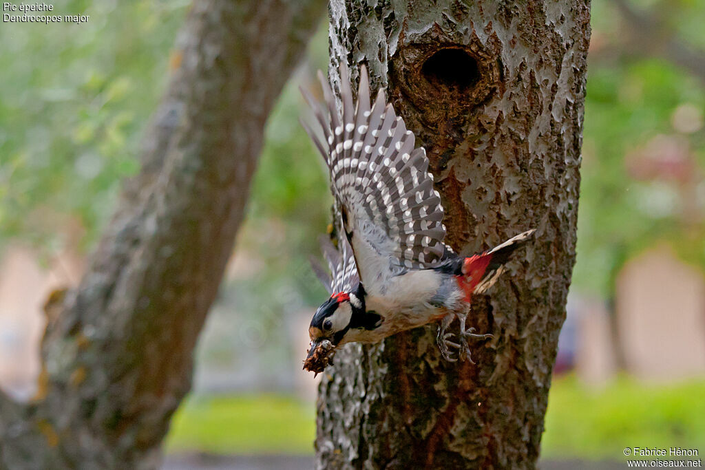 Great Spotted Woodpecker male adult, Flight, Reproduction-nesting