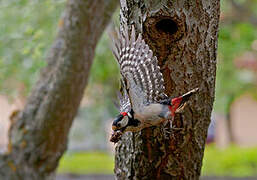 Great Spotted Woodpecker