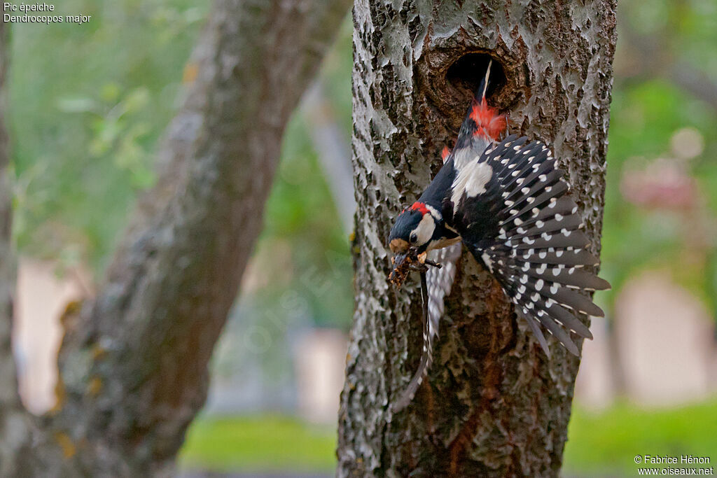 Great Spotted Woodpecker male adult, Flight, Reproduction-nesting