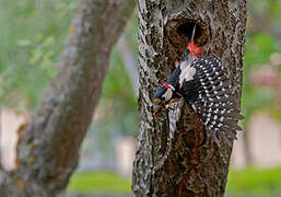 Great Spotted Woodpecker