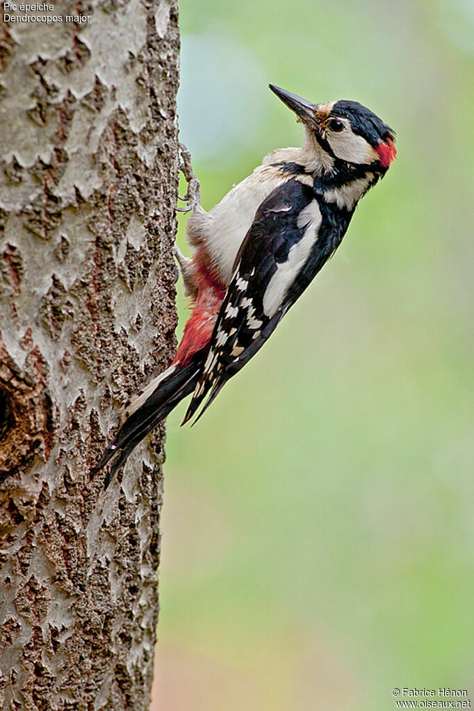 Great Spotted Woodpecker male adult, Reproduction-nesting