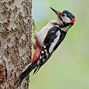 Great Spotted Woodpecker