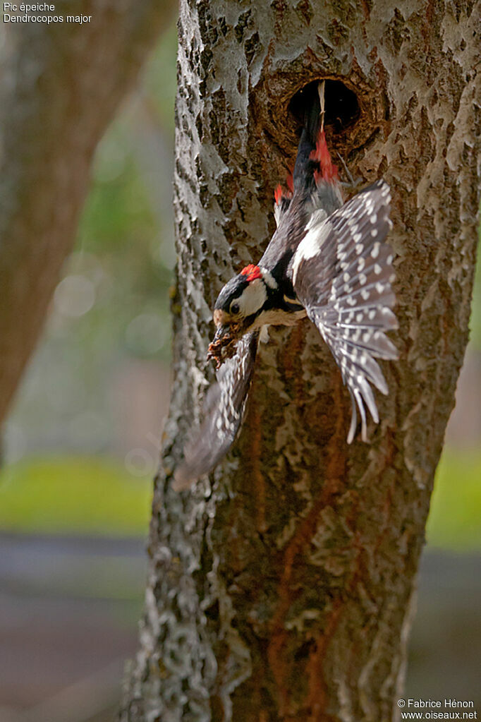 Great Spotted Woodpecker male adult, Flight, Reproduction-nesting