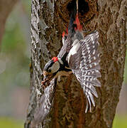 Great Spotted Woodpecker