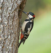 Great Spotted Woodpecker