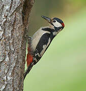 Great Spotted Woodpecker