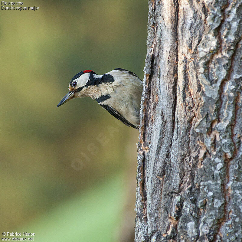 Great Spotted Woodpecker male adult, identification