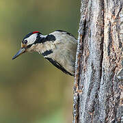 Great Spotted Woodpecker