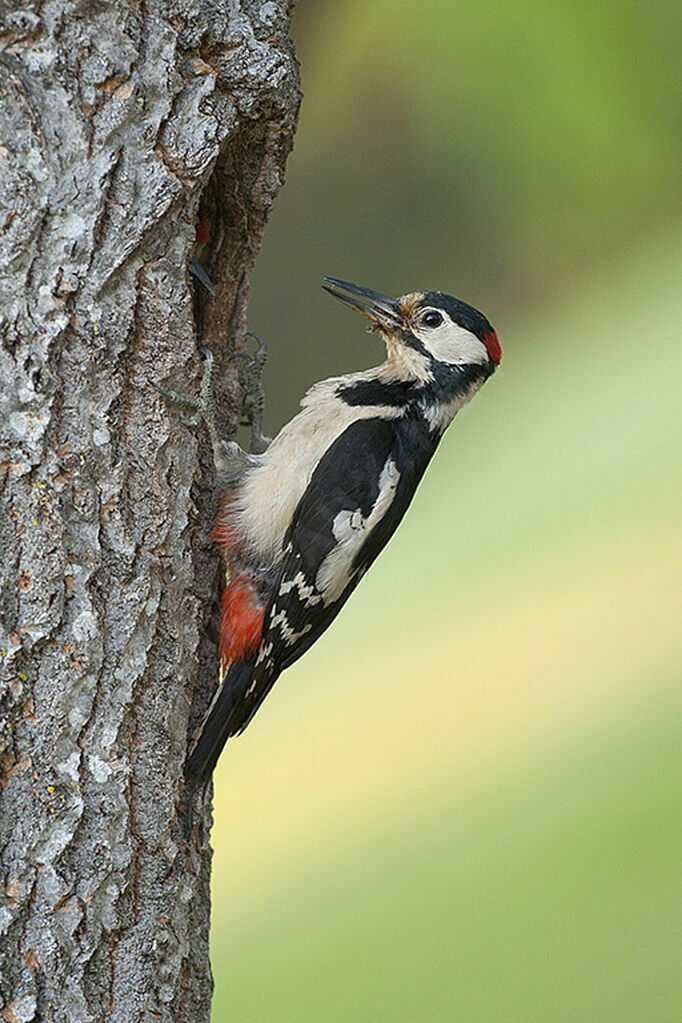 Great Spotted Woodpecker