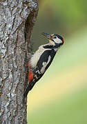 Great Spotted Woodpecker