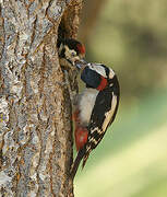 Great Spotted Woodpecker