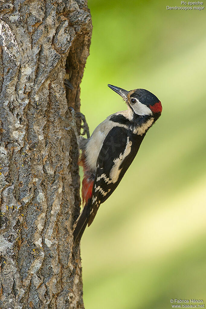 Great Spotted Woodpecker male adult, Reproduction-nesting