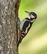 Great Spotted Woodpecker