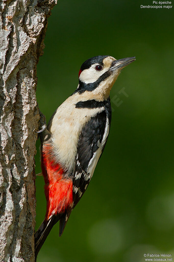 Great Spotted Woodpecker male adult, Reproduction-nesting