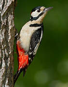 Great Spotted Woodpecker