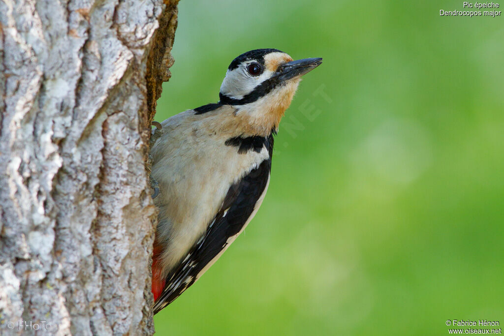 Great Spotted Woodpecker female adult, Reproduction-nesting