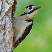 Great Spotted Woodpecker