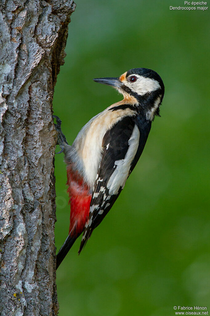 Great Spotted Woodpecker female adult, Reproduction-nesting