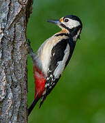 Great Spotted Woodpecker