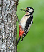 Great Spotted Woodpecker