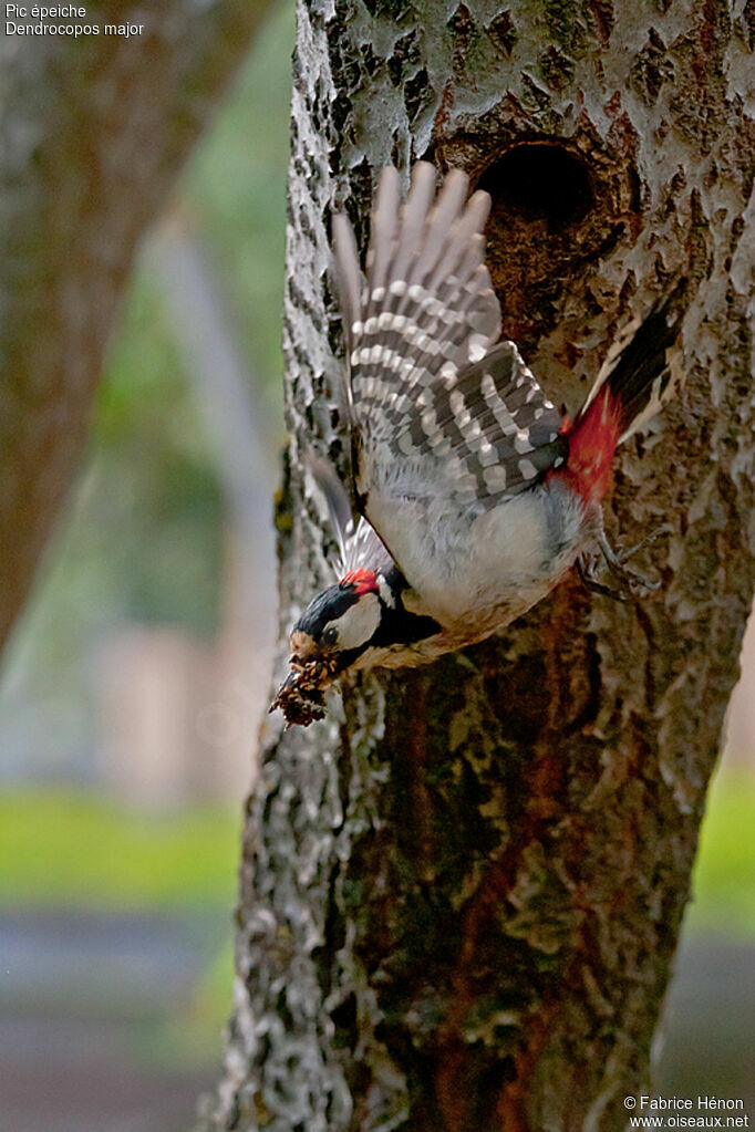 Great Spotted Woodpecker male adult, Flight, Reproduction-nesting